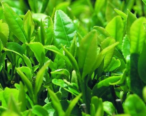 水果茶對抗氧化、促進代謝圖解